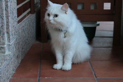 White cat looking away