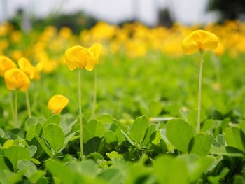 Close-up of yellow flowering plant on field