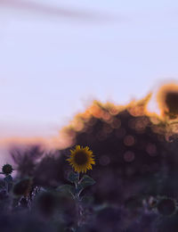 Close-up of yellow flowering plant against sky during sunset