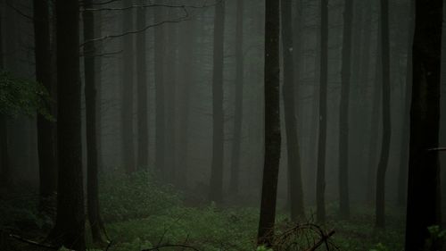 Trees in forest