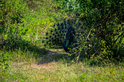 View of bird in forest