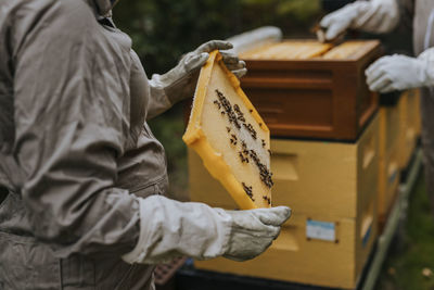 Beekeeper holding hive frame