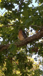 Low angle view of bird perching on tree