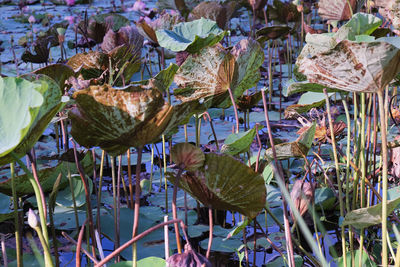 Close-up of lotus water lily in lake