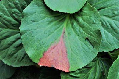 Close-up of wet leaves