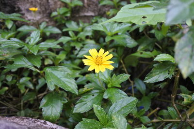 Close-up of yellow flowering plant