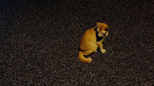 Portrait of cat on road