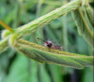 Close-up of spider on plant