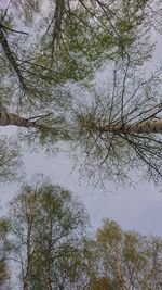 Low angle view of trees by lake in forest