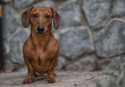 Portrait of a dog