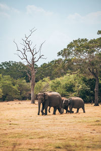 Elephants drinking water