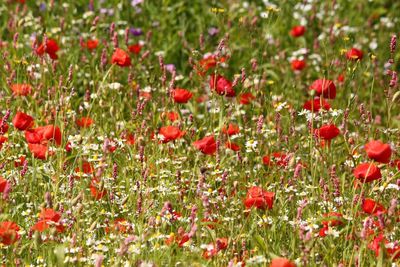 Close-up of red poppy flower in field