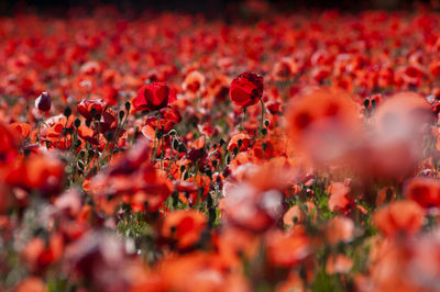 Red poppy flowers blooming outdoors