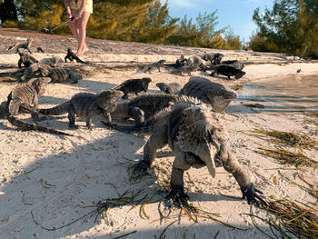 Close-up of lizards on land