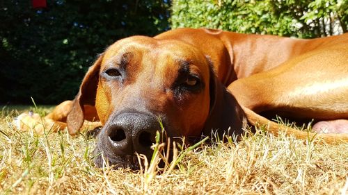 Close-up of dog resting