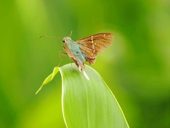 Close-up of butterfly on leaf