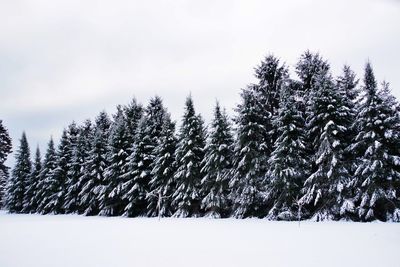 Pine trees on snow covered field against sky