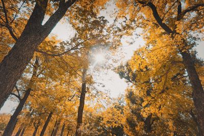 Low angle view of autumnal trees