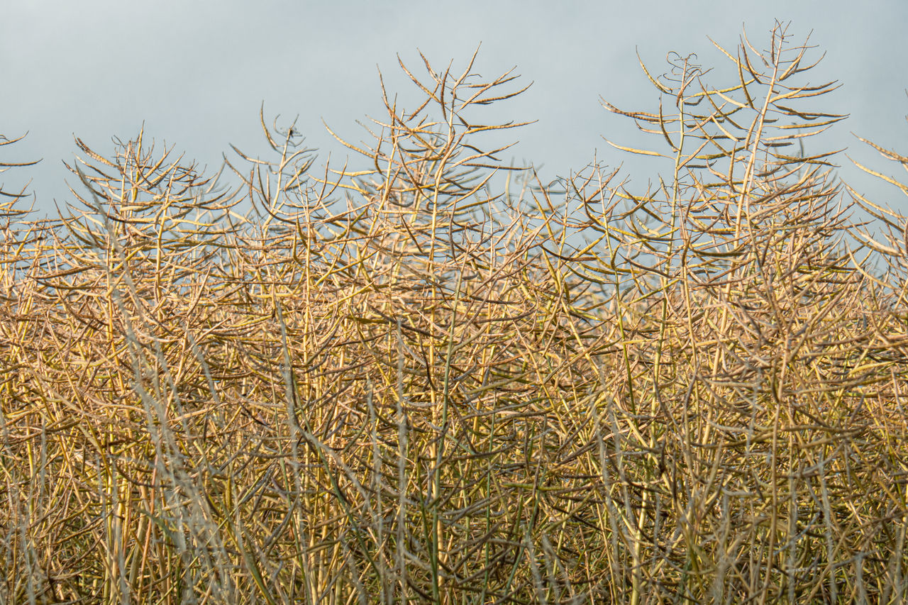 CLOSE-UP OF STALKS IN FIELD