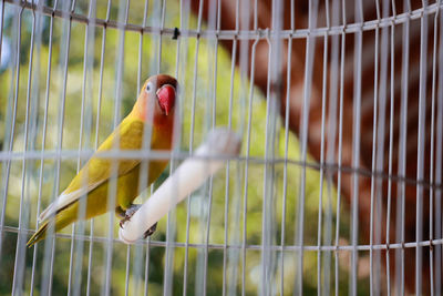 Close-up of parrot in cage