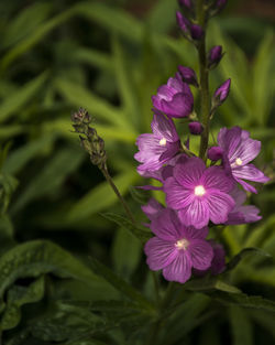 Close-up of purple flowering plant