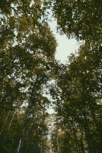 Low angle view of trees in forest