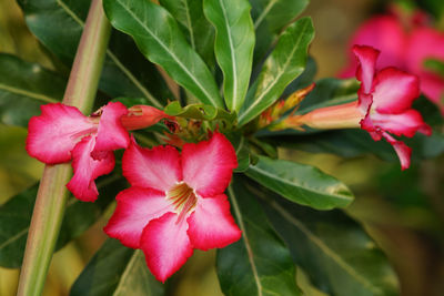 Close-up of pink flowering plant