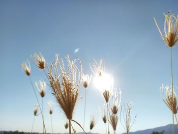 Low angle view of flowering plants against clear sky