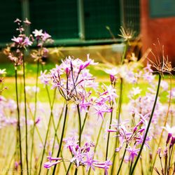 Close-up of purple flowers blooming outdoors