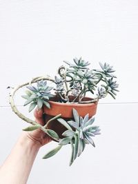 Close-up of cropped hand holding potted plant