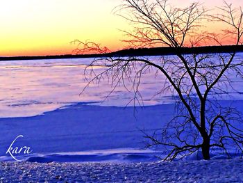 bare tree