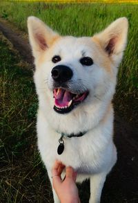 Close-up of hand holding dog on field