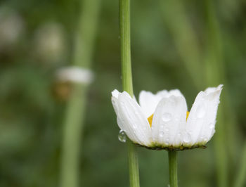 Close-up of wet white flower