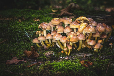 Close-up of mushrooms growing on field