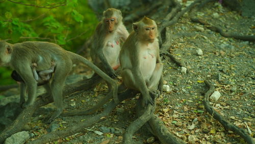 Monkeys in a forest