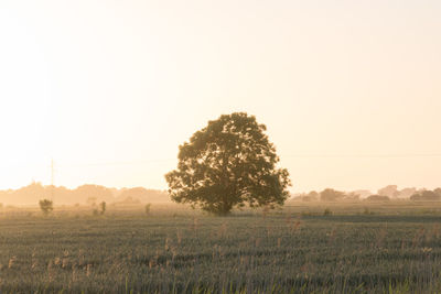 Trees on field against clear sky