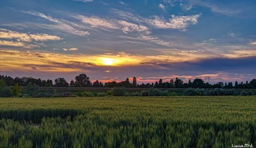 Scenic view of agricultural field against sky during sunset