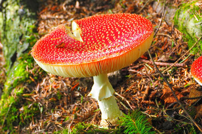 Close-up of fly agaric mushroom on field