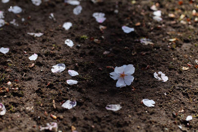 Close-up of white flowers on field