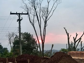 Low angle view of trees against sky