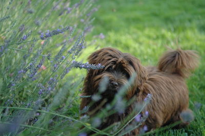 Close-up of dog on field