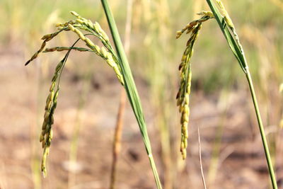 Close-up of wheat growing on field