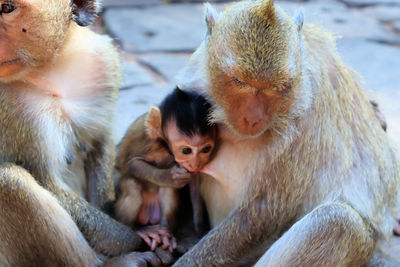 Portrait of a monkey