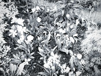 High angle view of flowers blooming on field