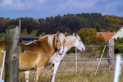 View of horse on field against cloudy sky