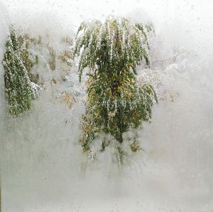 Close-up of snow on plant against sky