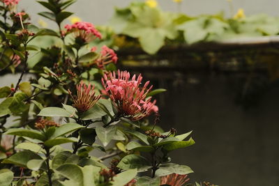 Close-up of pink flowering plant