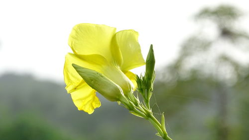 Close-up of yellow flower blooming outdoors