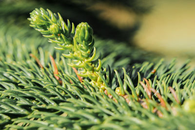 Close-up of green leaves