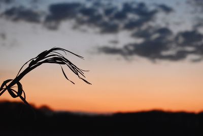 Close-up of silhouette plant on field against sky during sunset